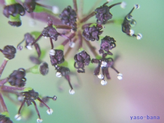 e0025300_1422420.jpg