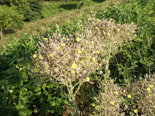 b0137932_20132649.jpg