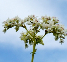 c0204740_192236100.jpg