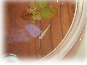 a0285997_1453916.jpg