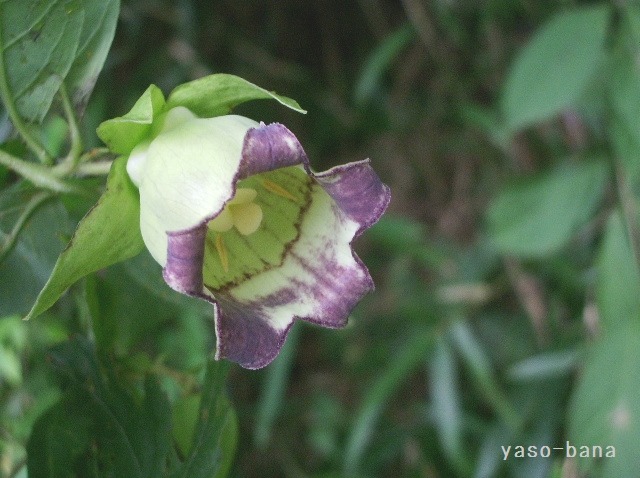 e0025300_14135546.jpg