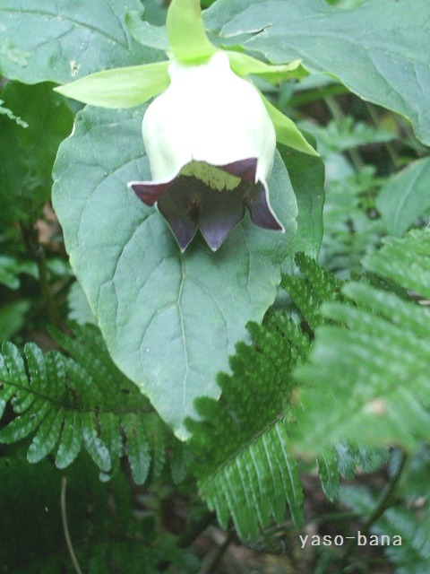 e0025300_14465434.jpg