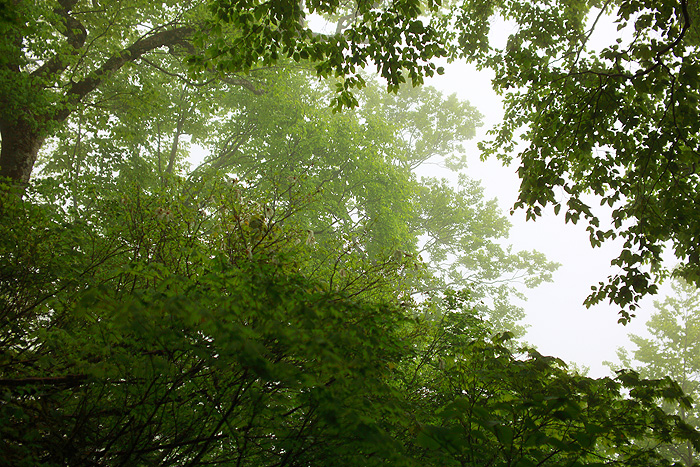 a0148606_1551274.jpg