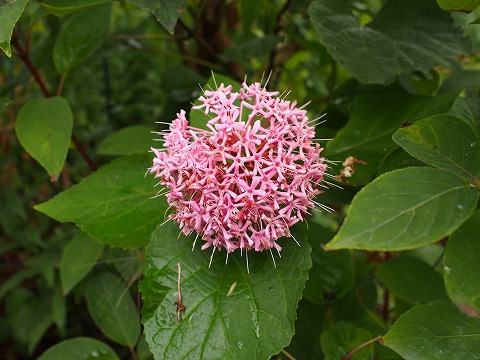 c0117007_1952494.jpg