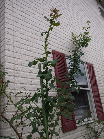 c0117007_2021635.jpg
