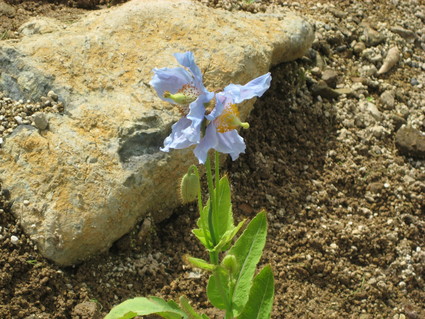 b0026615_1814756.jpg