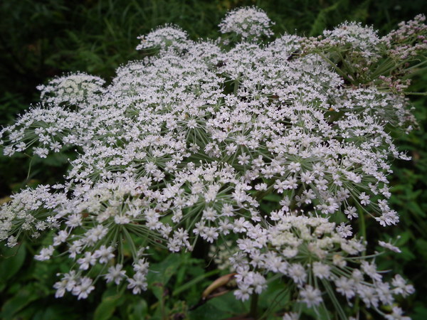 f0118332_22242357.jpg