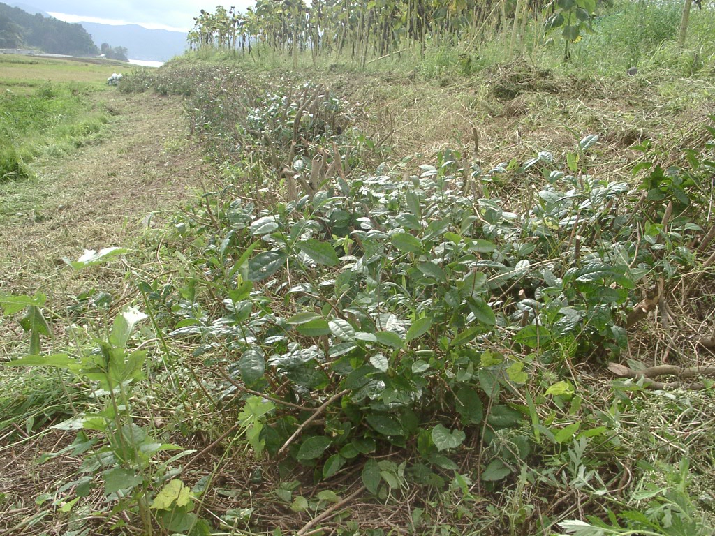 d0007735_137447.jpg