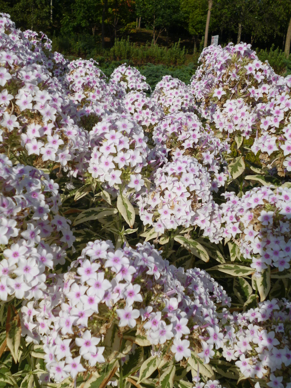 c0233141_1540672.jpg