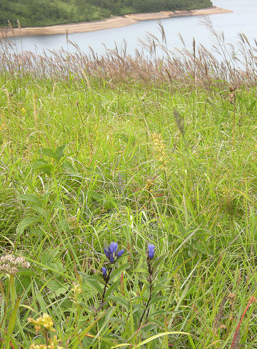 a0001354_20283983.gif