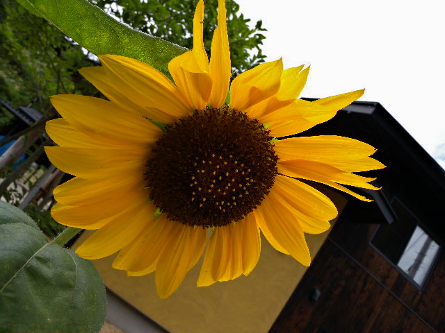 a0199297_20402461.jpg