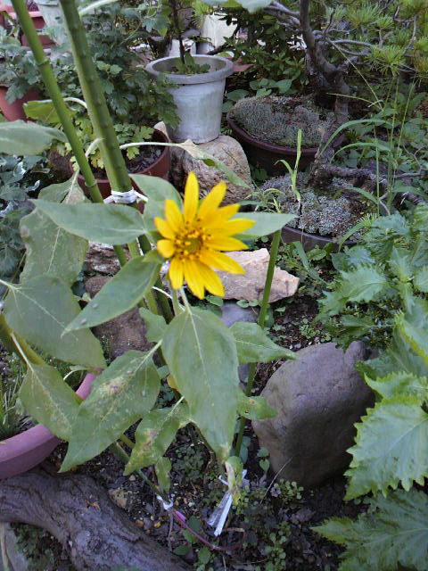 a0199297_2044271.jpg