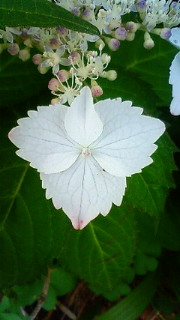 c0161301_17342985.jpg