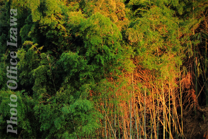 c0181958_040633.jpg