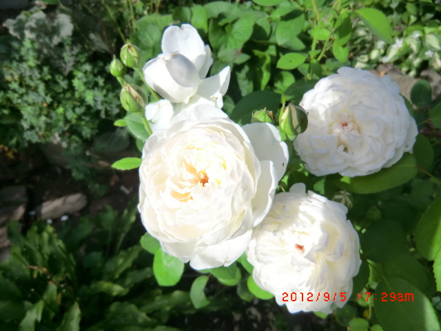 c0078586_13554743.jpg