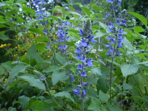 a0135990_22585151.jpg