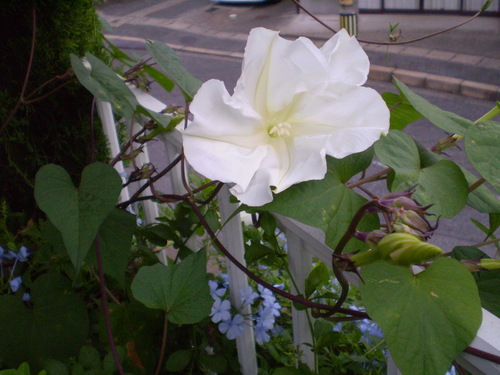a0135990_23241100.jpg