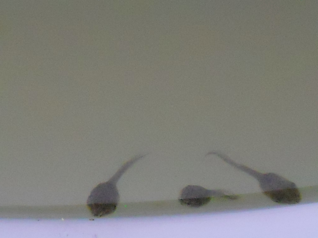 f0146802_21551323.jpg