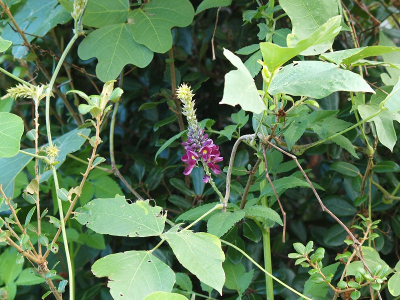 d0059213_21205838.jpg