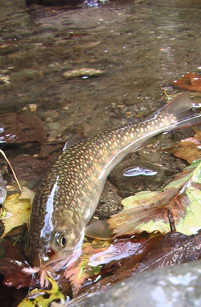 b0208961_1729130.jpg