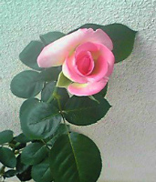 d0085267_122755.jpg