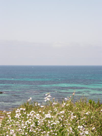 e0017396_1595862.jpg