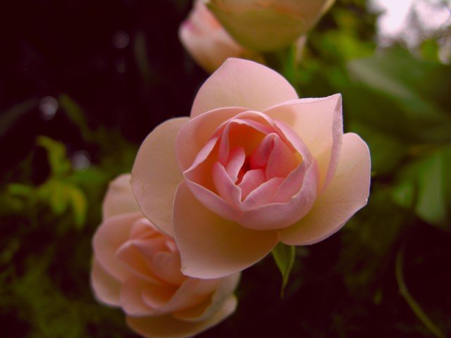 c0074000_21245797.jpg