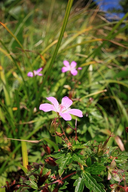 e0137200_12133058.jpg