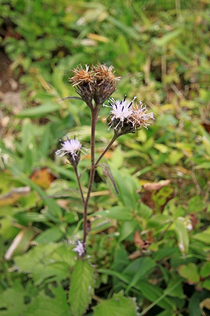 e0137200_12143596.jpg