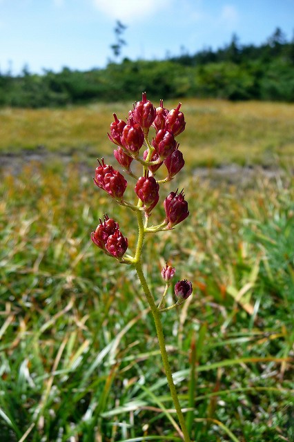 e0137200_12151099.jpg