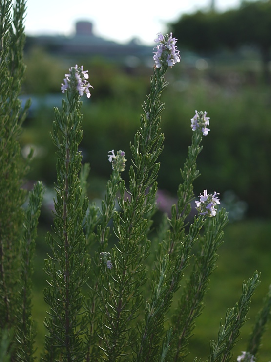 c0187503_2015845.jpg