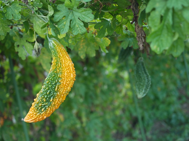 c0187503_20181044.jpg