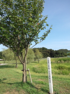 e0113504_0513070.jpg