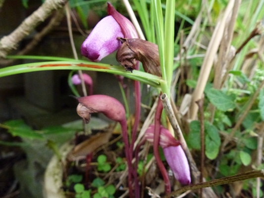 c0042418_8182176.jpg