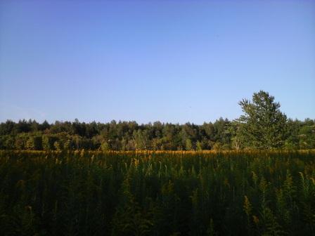 b0052125_111578.jpg