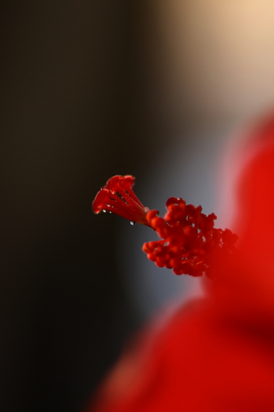 b0042527_9251673.jpg