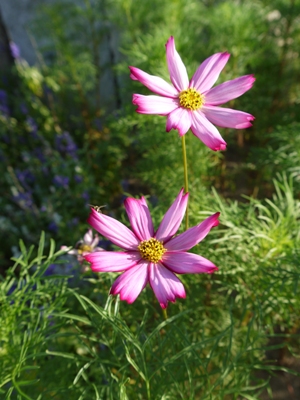 e0100046_16132140.jpg