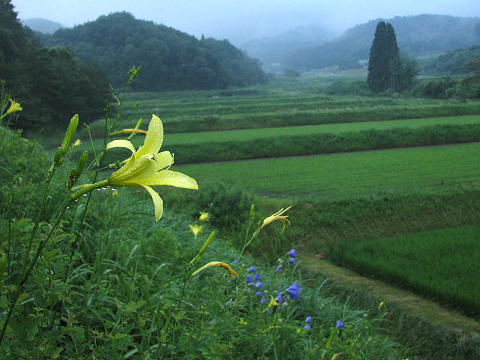 c0050857_11411866.jpg
