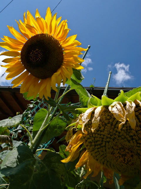 a0199297_10134825.jpg