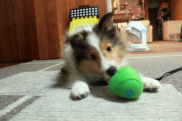 b0066826_19264970.gif