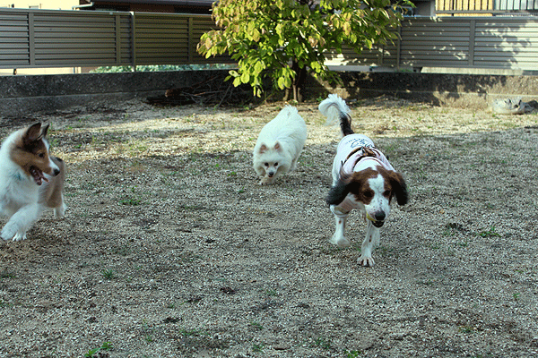b0066826_19421553.gif