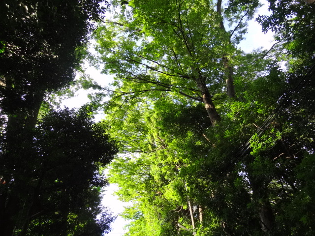 e0016828_10455265.jpg