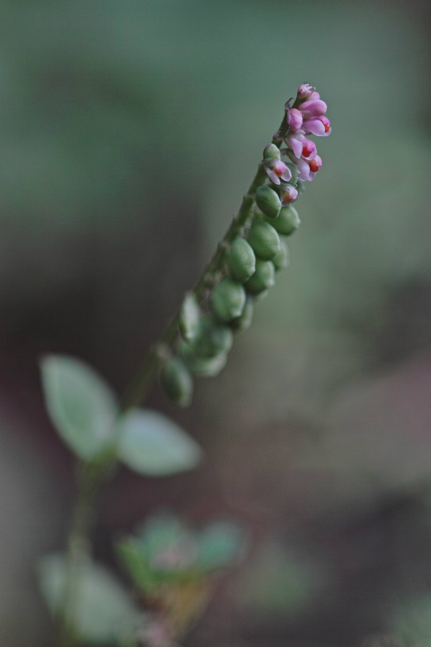 c0008948_1728492.jpg