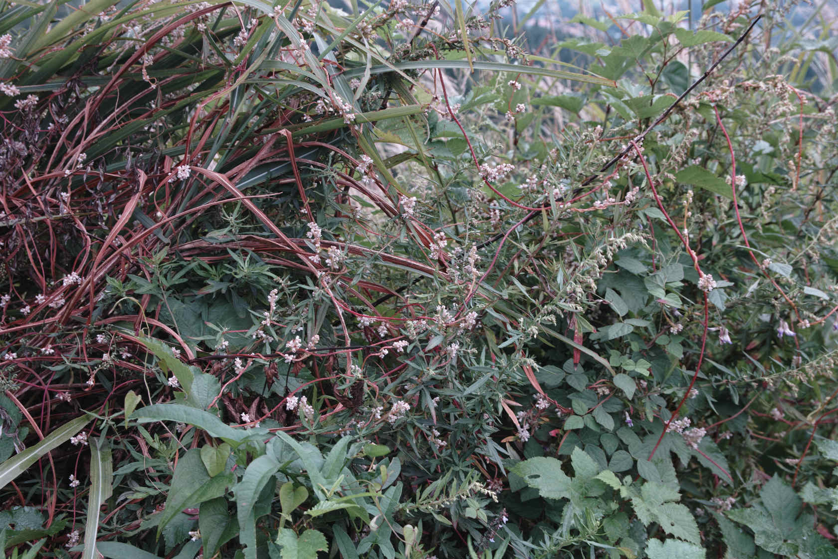 c0008948_2232396.jpg