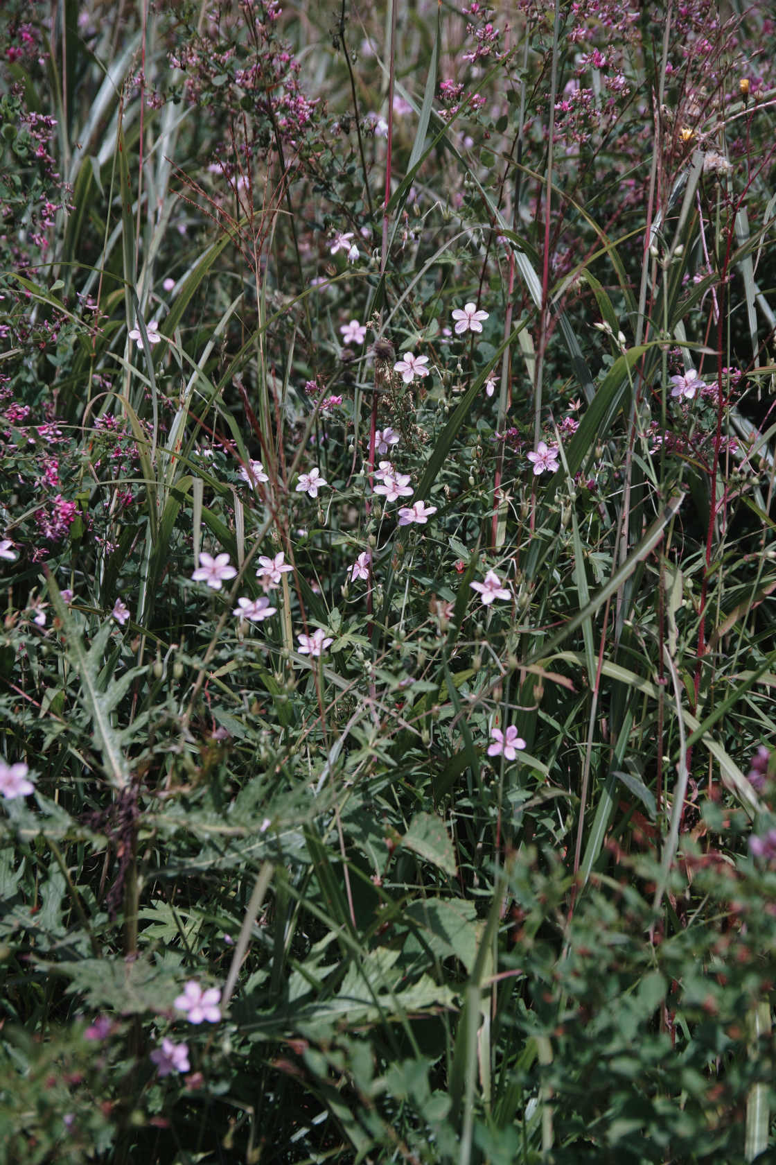 c0008948_22342397.jpg
