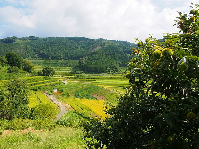 d0128465_975690.jpg