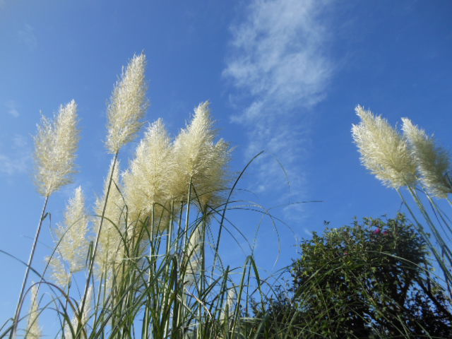 c0206177_8114144.jpg