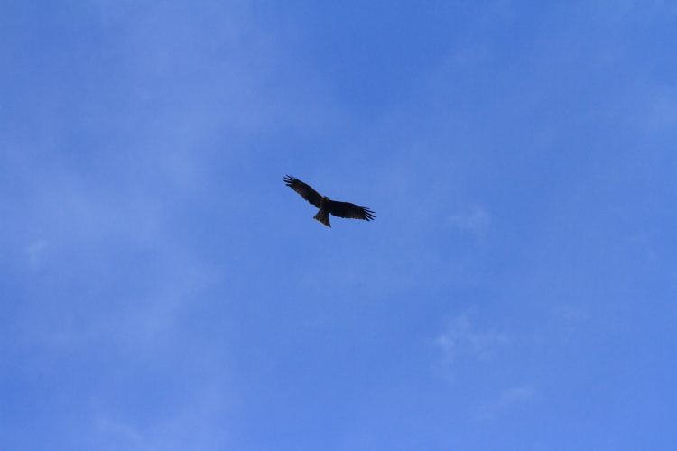 e0051888_224639.jpg