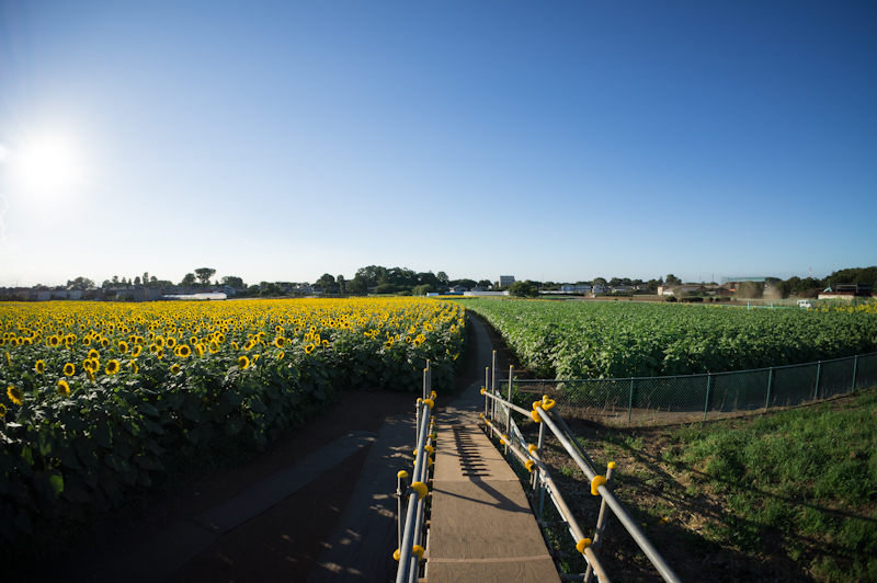 a0185693_4123185.jpg