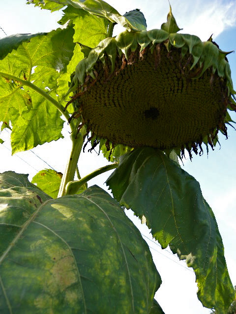 a0199297_19474389.jpg
